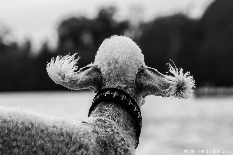 2013-11-05 Svet & Aveline Meddo (NL)-6540-1_2028x1348.jpg